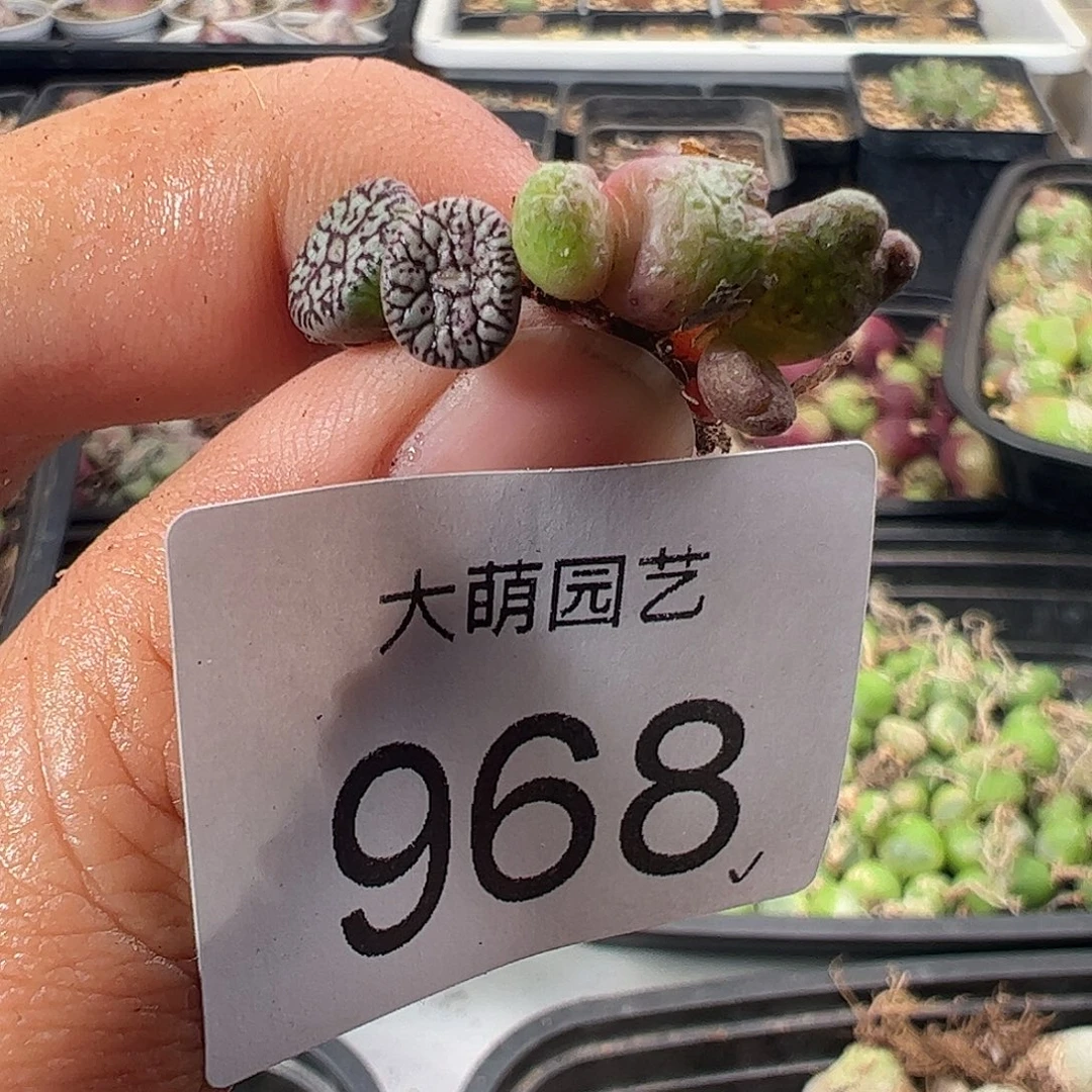 一物一拍。         968