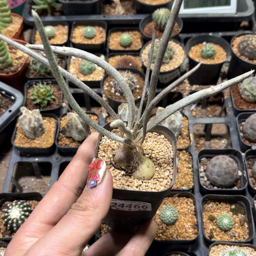 へ****?24466一物一拍单头发货