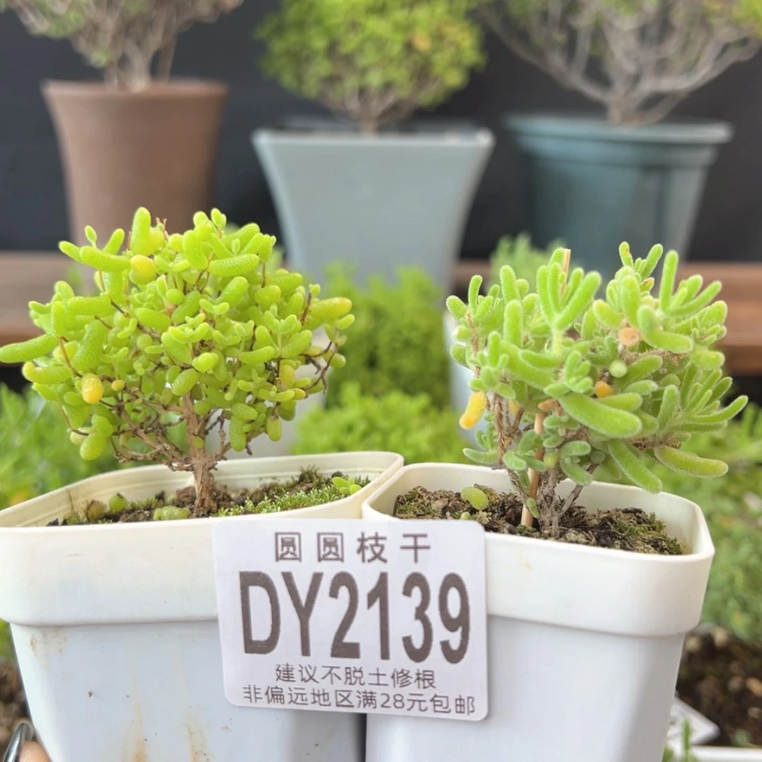 【闪购商品】dy2139蜜橘冰川套餐价