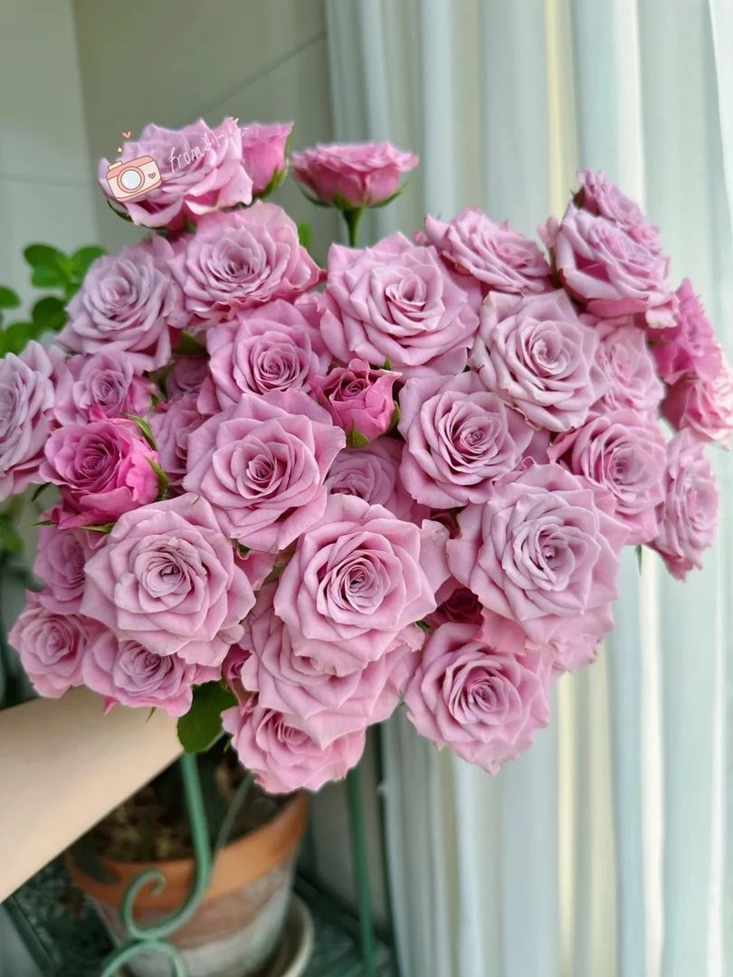 「曼曼」多头诺拉8只➕2只防损  鲜花任意满两单包邮拒收不售后