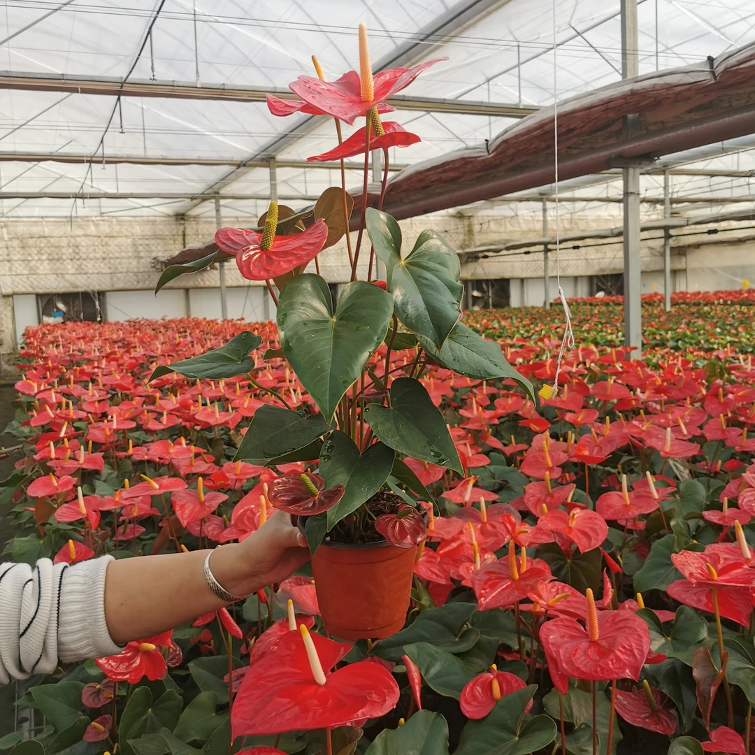 【红掌】荷马150盆火鹤花盆栽植物室内花卉好养花期长