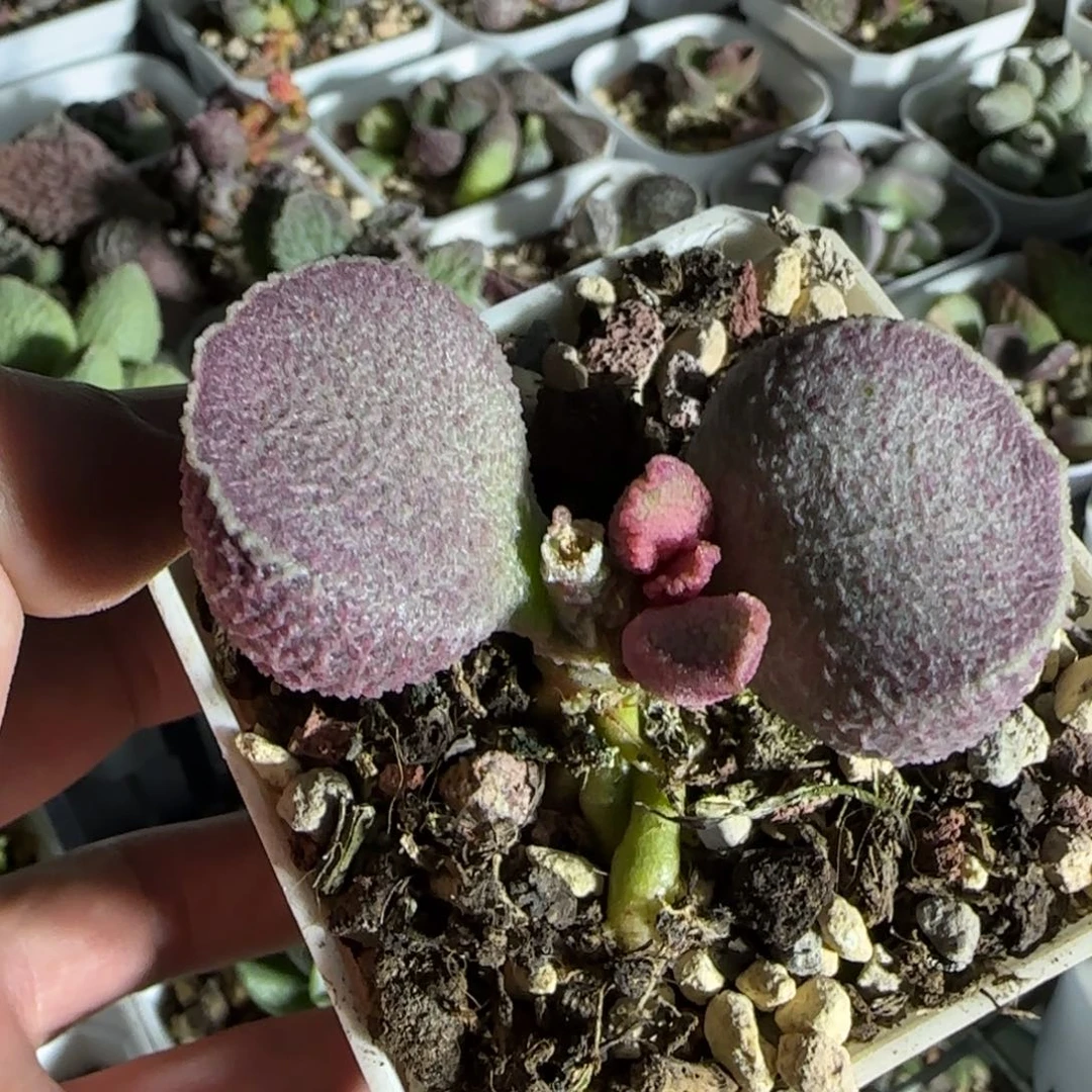 哈默猪肝多肉水泡