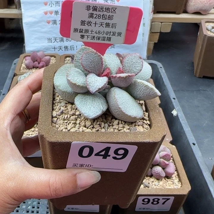 裕***司049圣姬磨砂蛋多肉植物