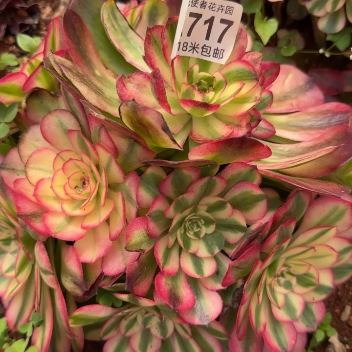 多肉法师淘宝福利