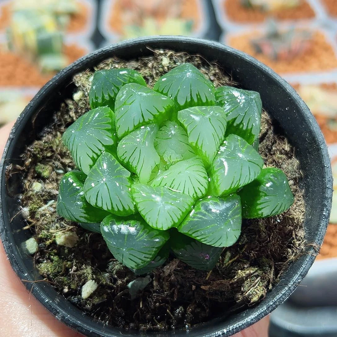 十二卷多肉翠玉露