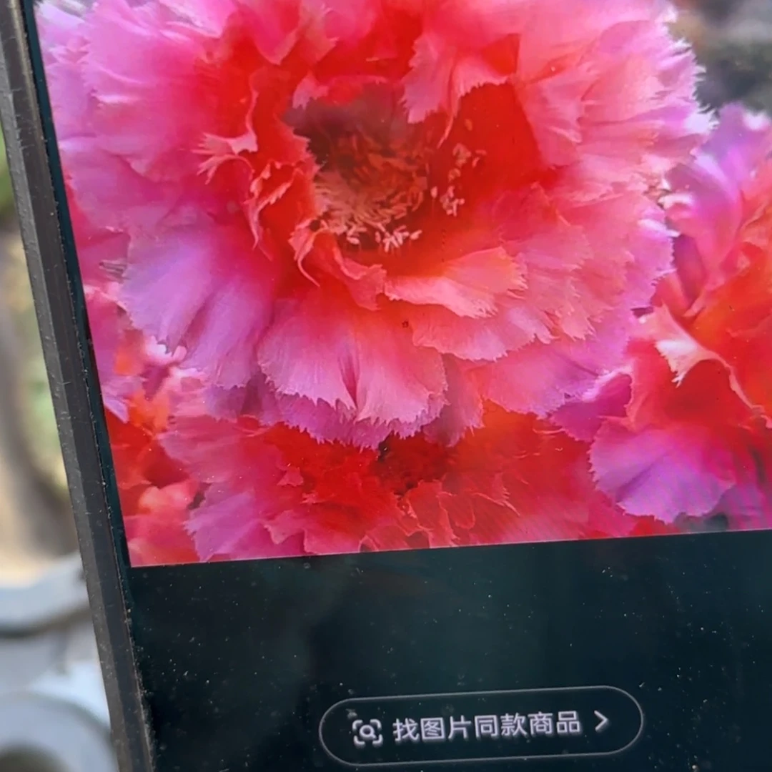 魅羽彩侧牙20包邮仙人球44
