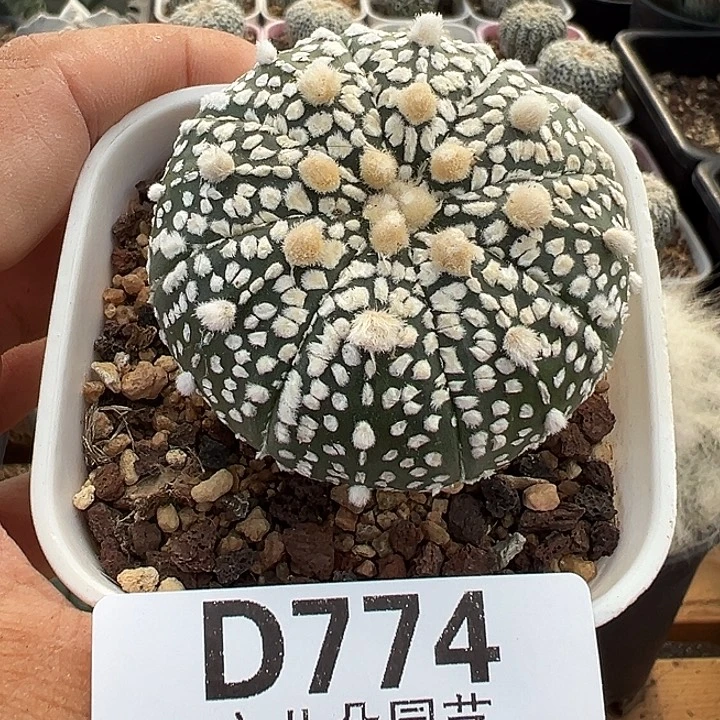 774号实生兜多肉植物