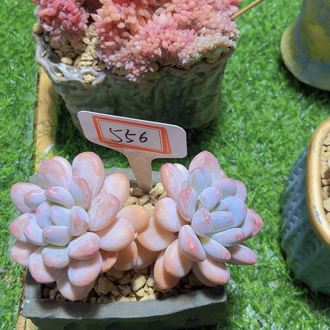 A*J556老桩18.8元元元