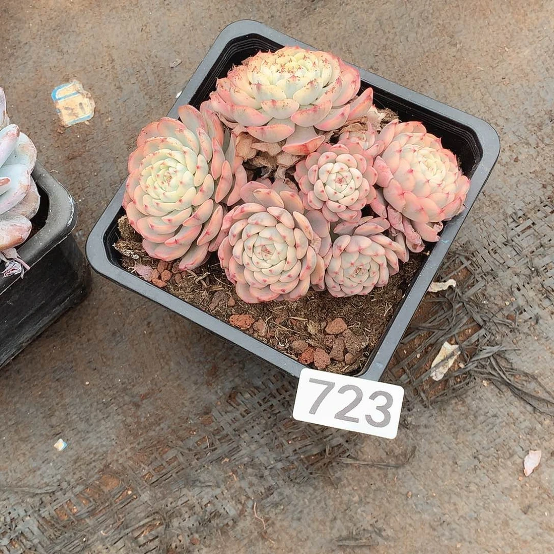 723锦 一物一拍多肉