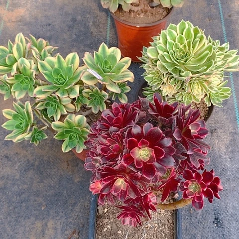 656三棵多肉植物