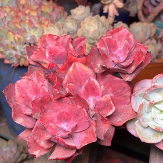 微**?多肉植物的植物