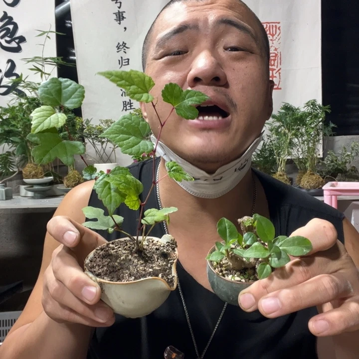 无花朵退款拉黑拉黑110