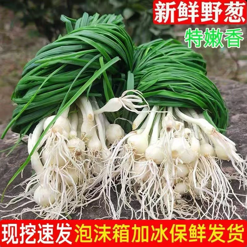 【现挖现发】新鲜野葱野香葱野蒜小根蒜野胡葱香葱小葱现挖现卖