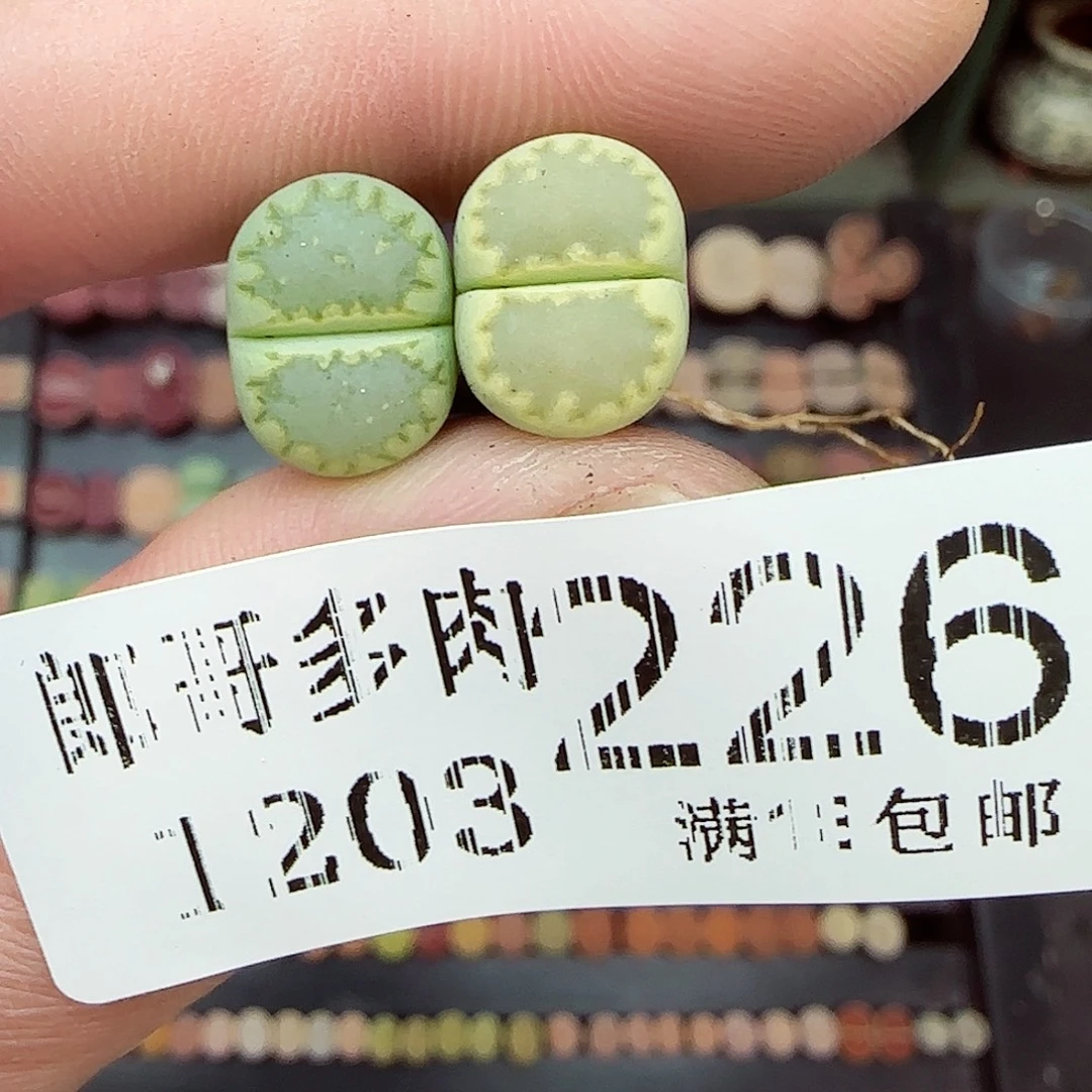 满满18包邮1203-226