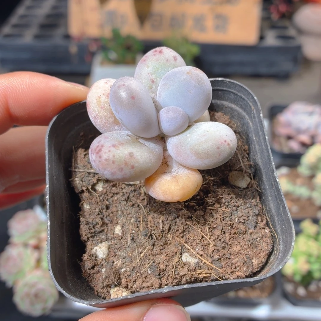 奶酪多肉9.9包邮发货