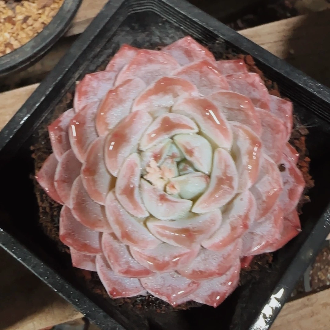 海洋之心A938号lll