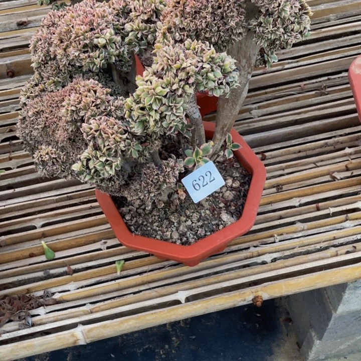 雀***妈622号灿烂法师缀化朵朵