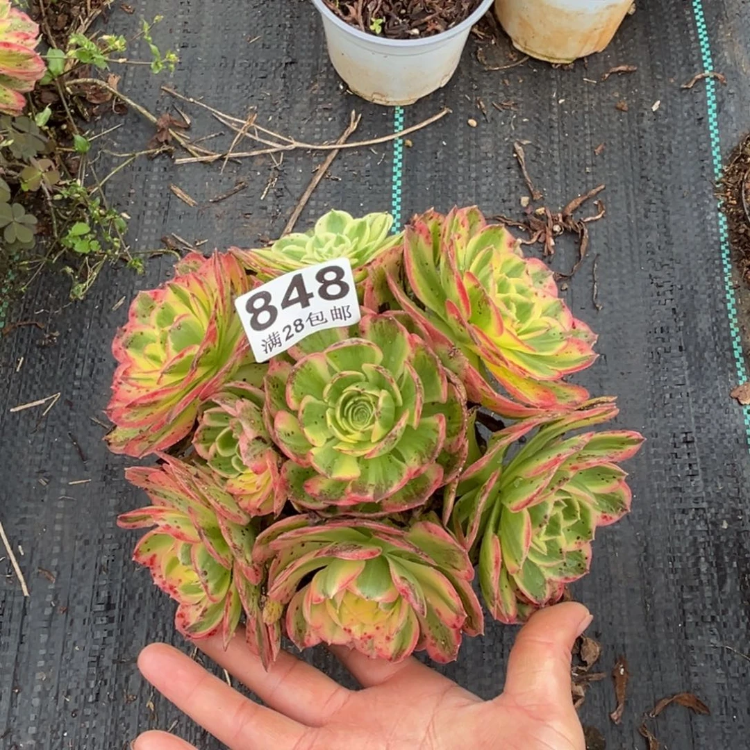 多肉848海王的的小