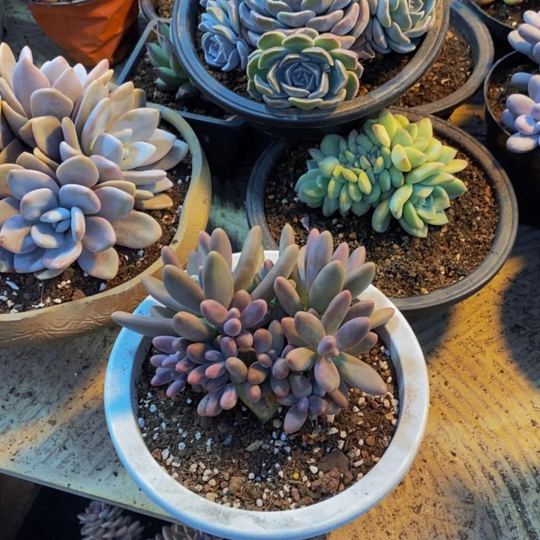 捂****?48包邮一物一拍多肉植物