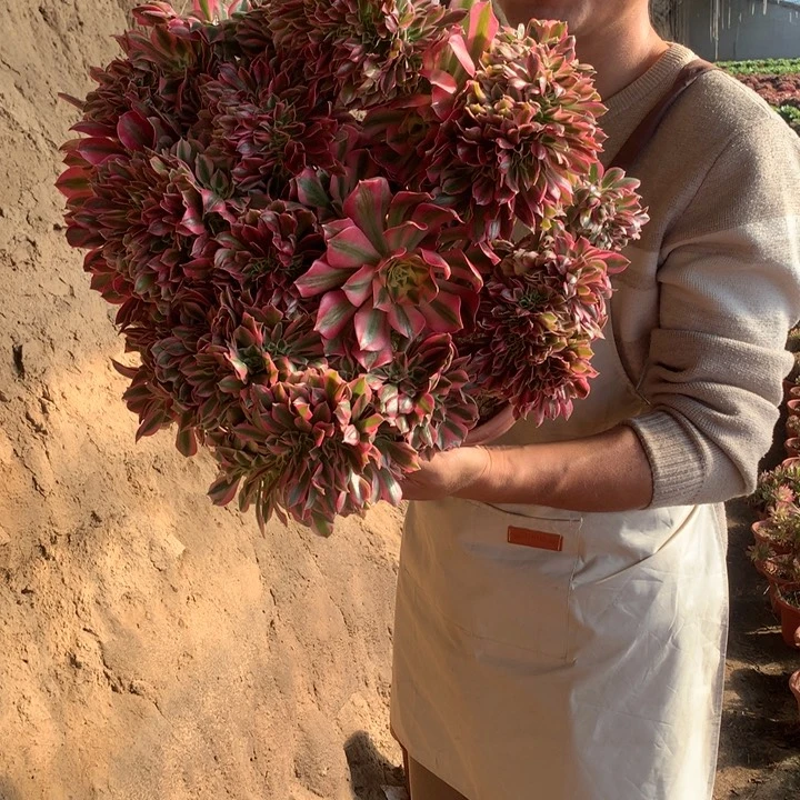 女巫缀化好看好养好养