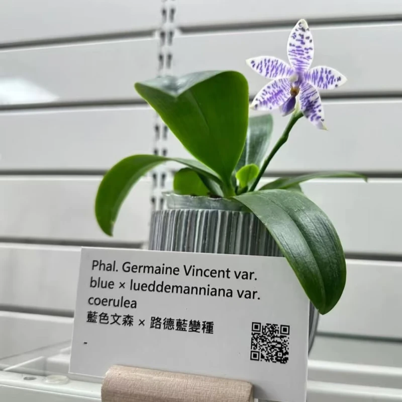 4.5杯GV蓝路德（香味）蝴蝶兰室内绿植花卉盆景花卉植