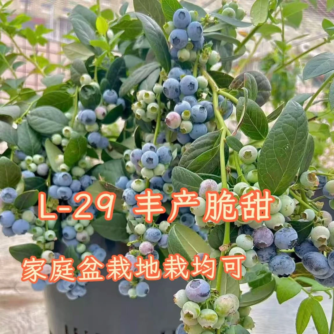 高端盆栽耐寒L29蓝莓丰产带花带果原盆原土南北方种植保温棉发货