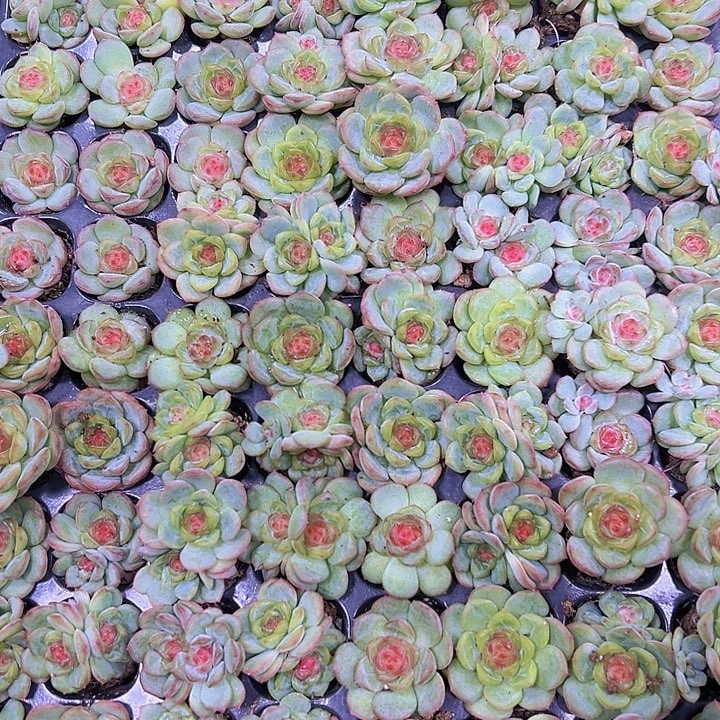 冰心琴心苗3个19包邮