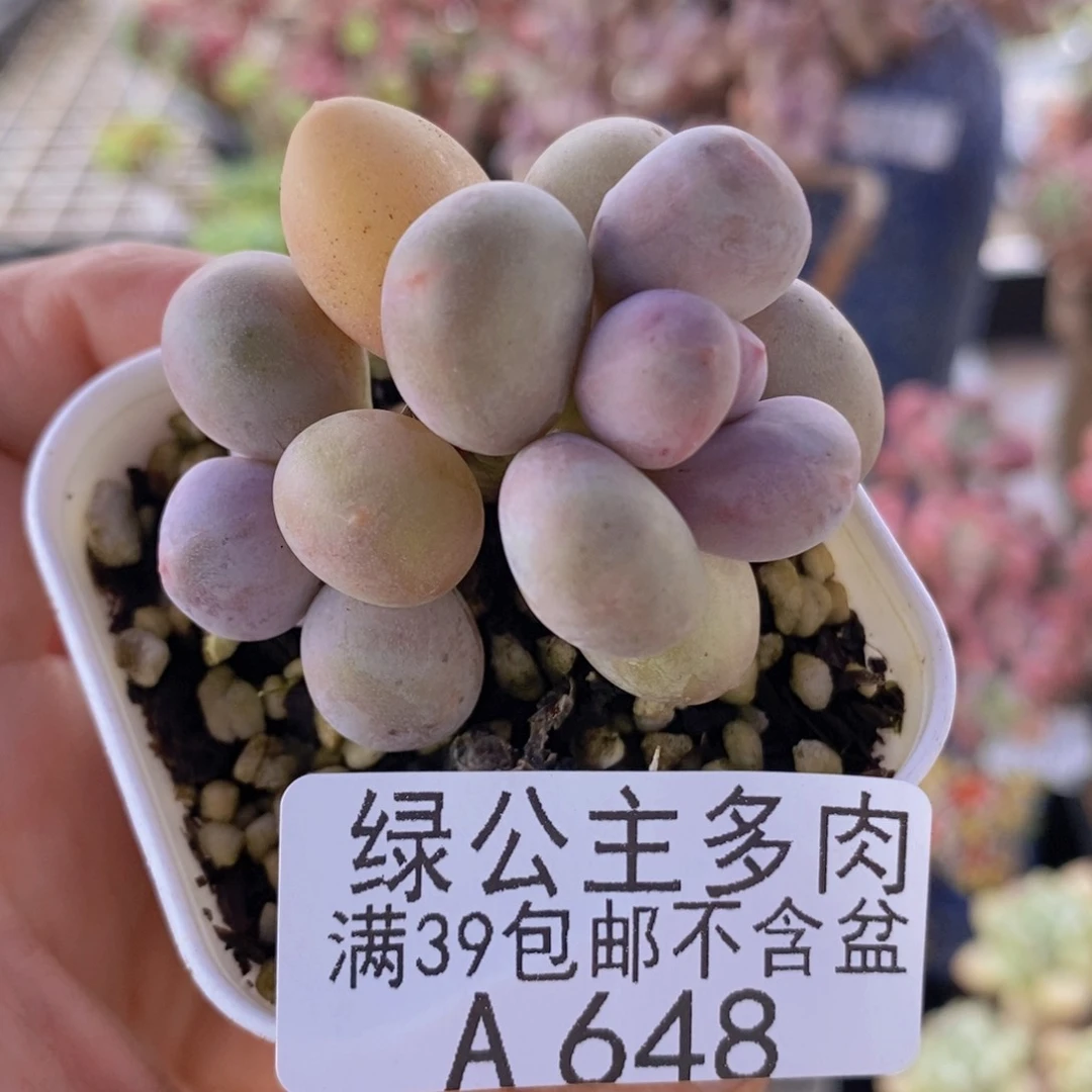 糖豆奶5cm648多肉植物