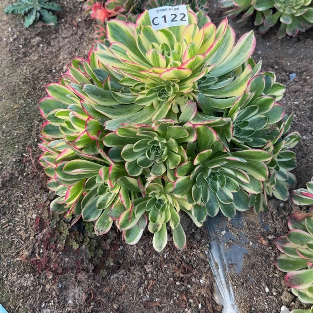 122海鲜。多肉植物