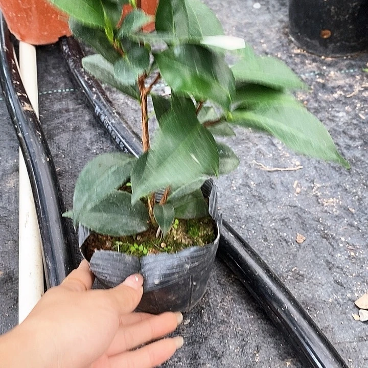 当前无花栽培后可以开花，雀斑