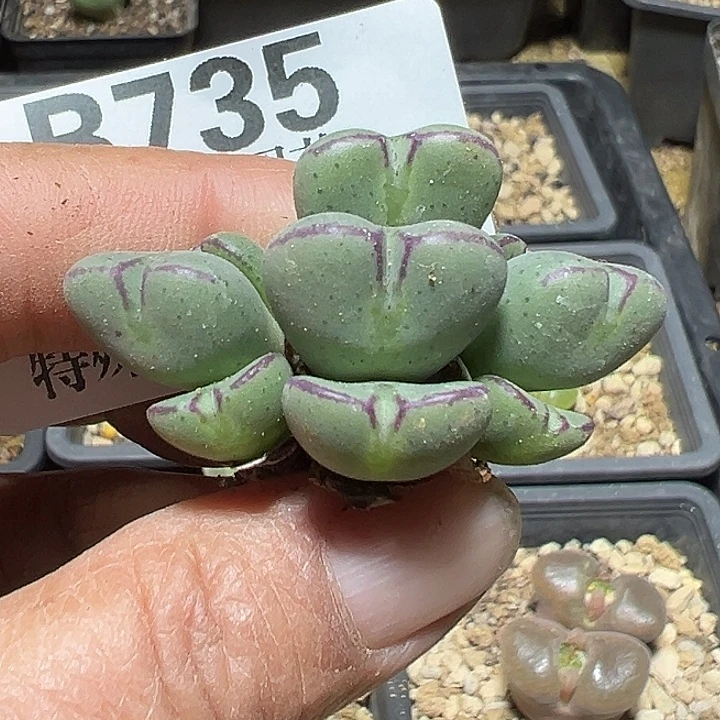 735号特价少将多肉植物