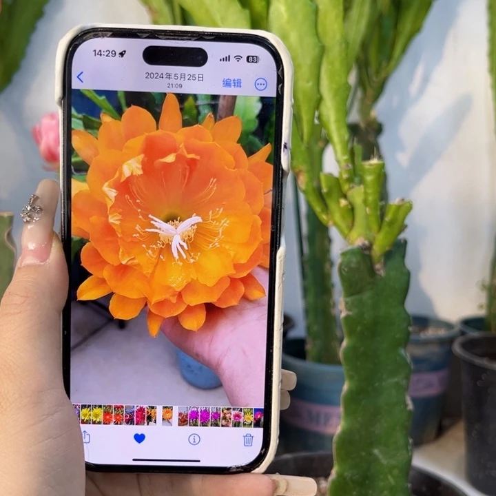 当前无花栽培后可以开花919