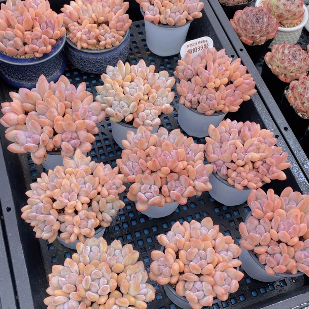 量拍39号奶油宽叶粉香水手捧满满一盆