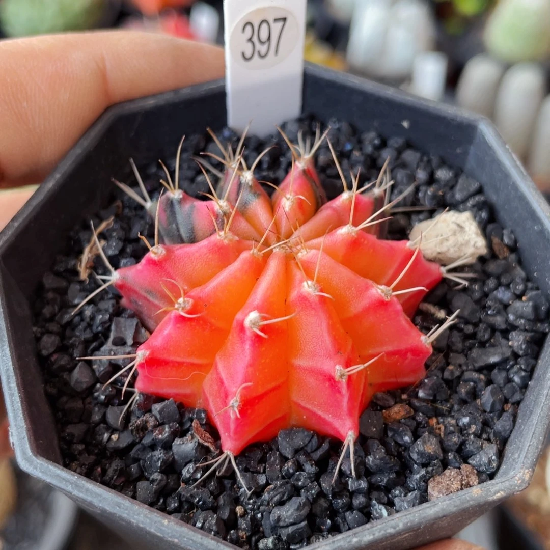 仙人球满28包邮盆口径5公分米哈锦