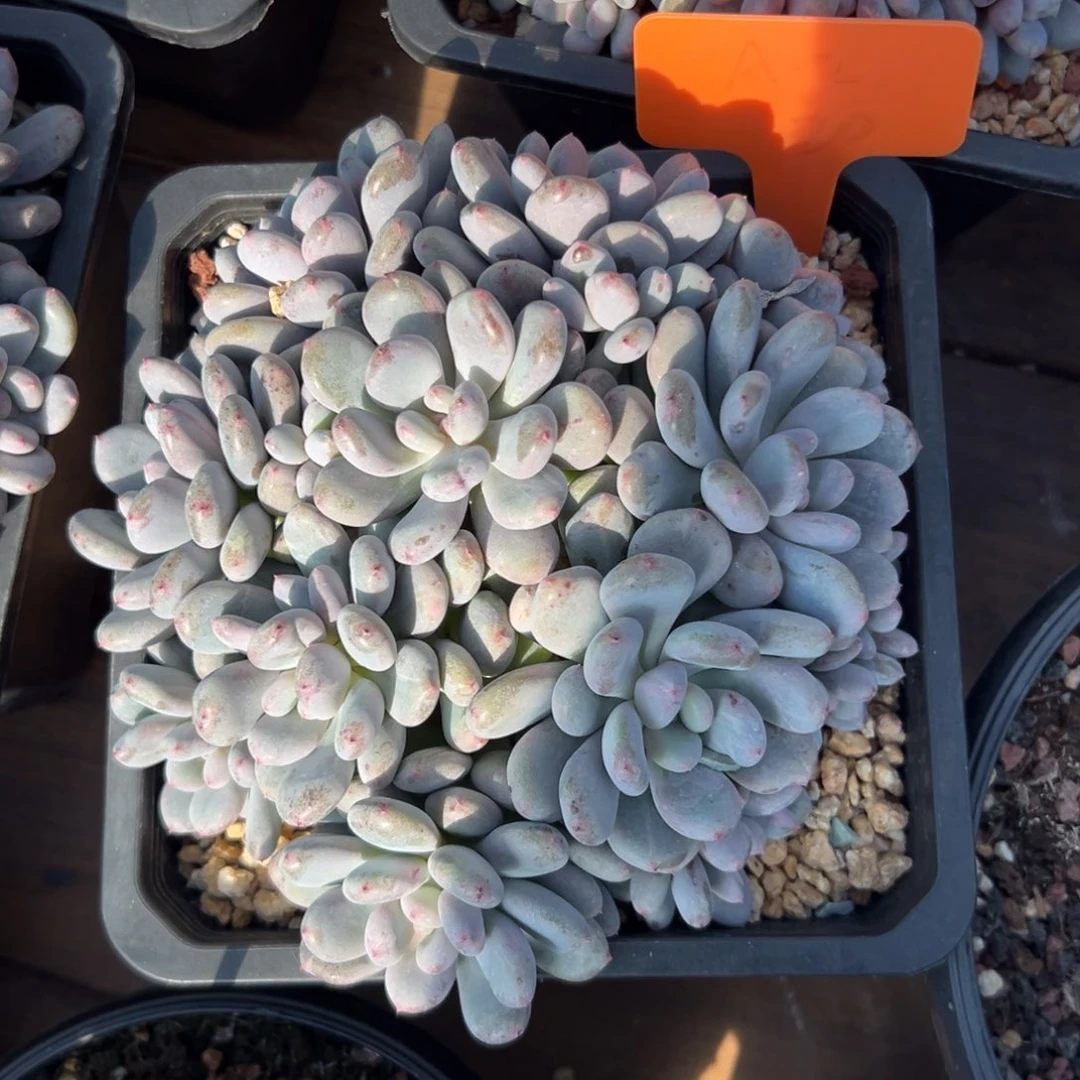 香香雪1111111111111111111