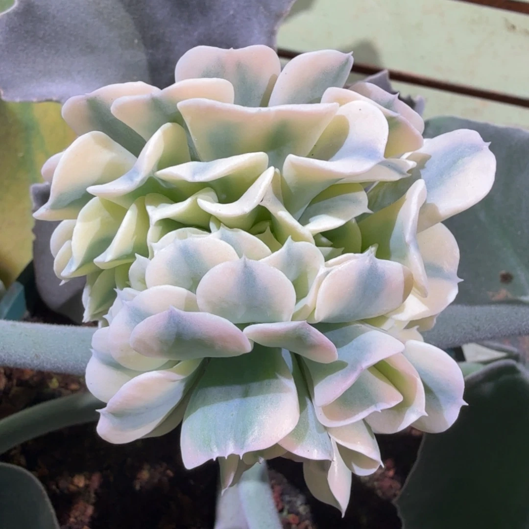 特玉莲锦缀，锦上园艺一物一拍
