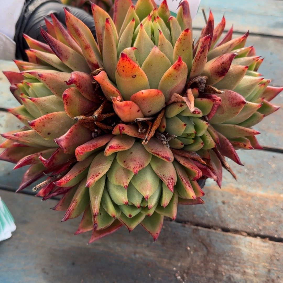 从前慢多肉精选编号1214.70