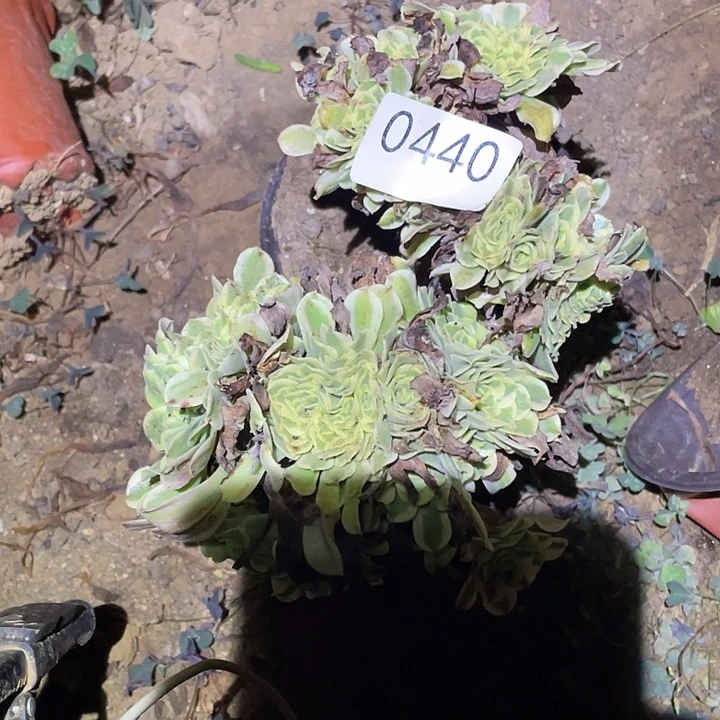 多肉植物法师440绿豆沙缀