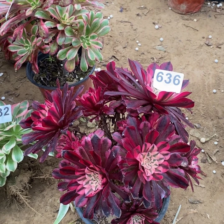 636铜壶白绣球多肉