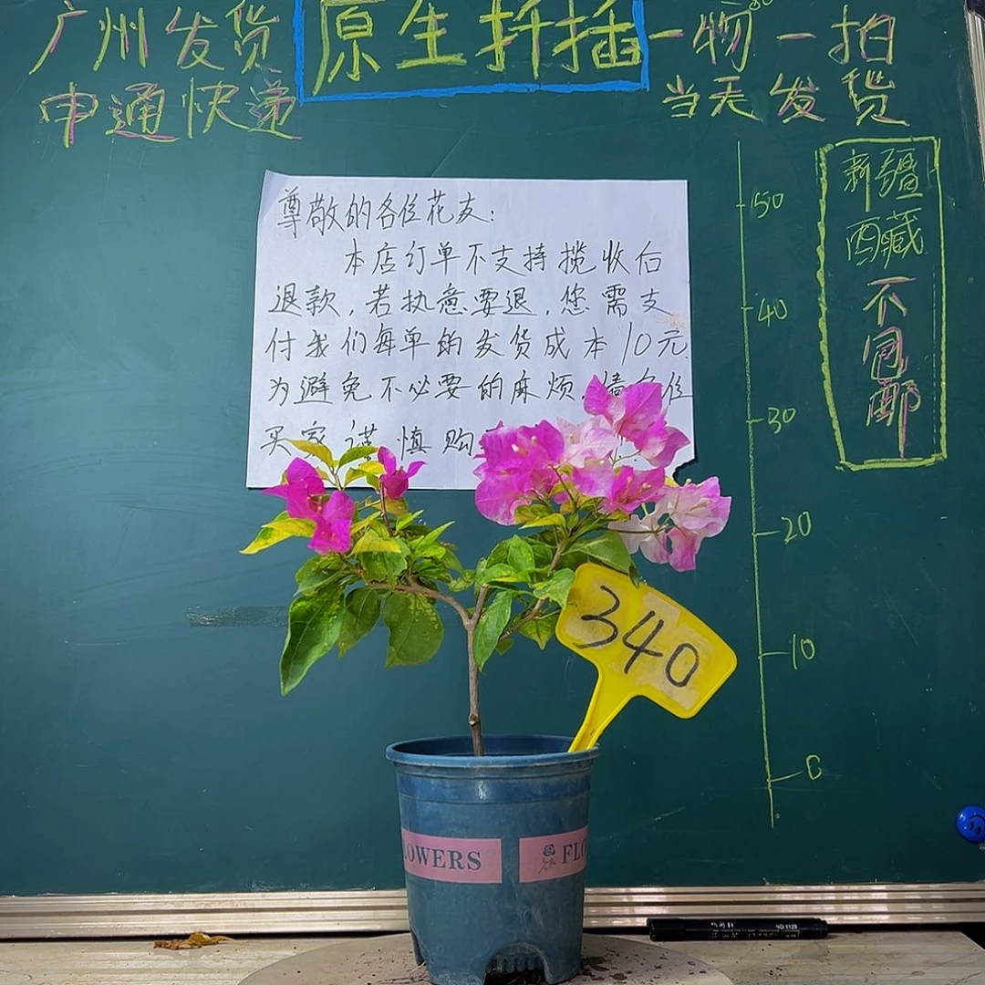 当前无花栽培后可以开花斑红樱340