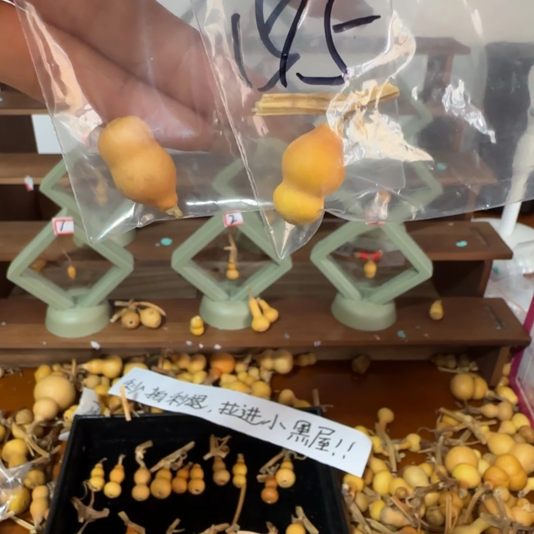 天然草里金小葫芦