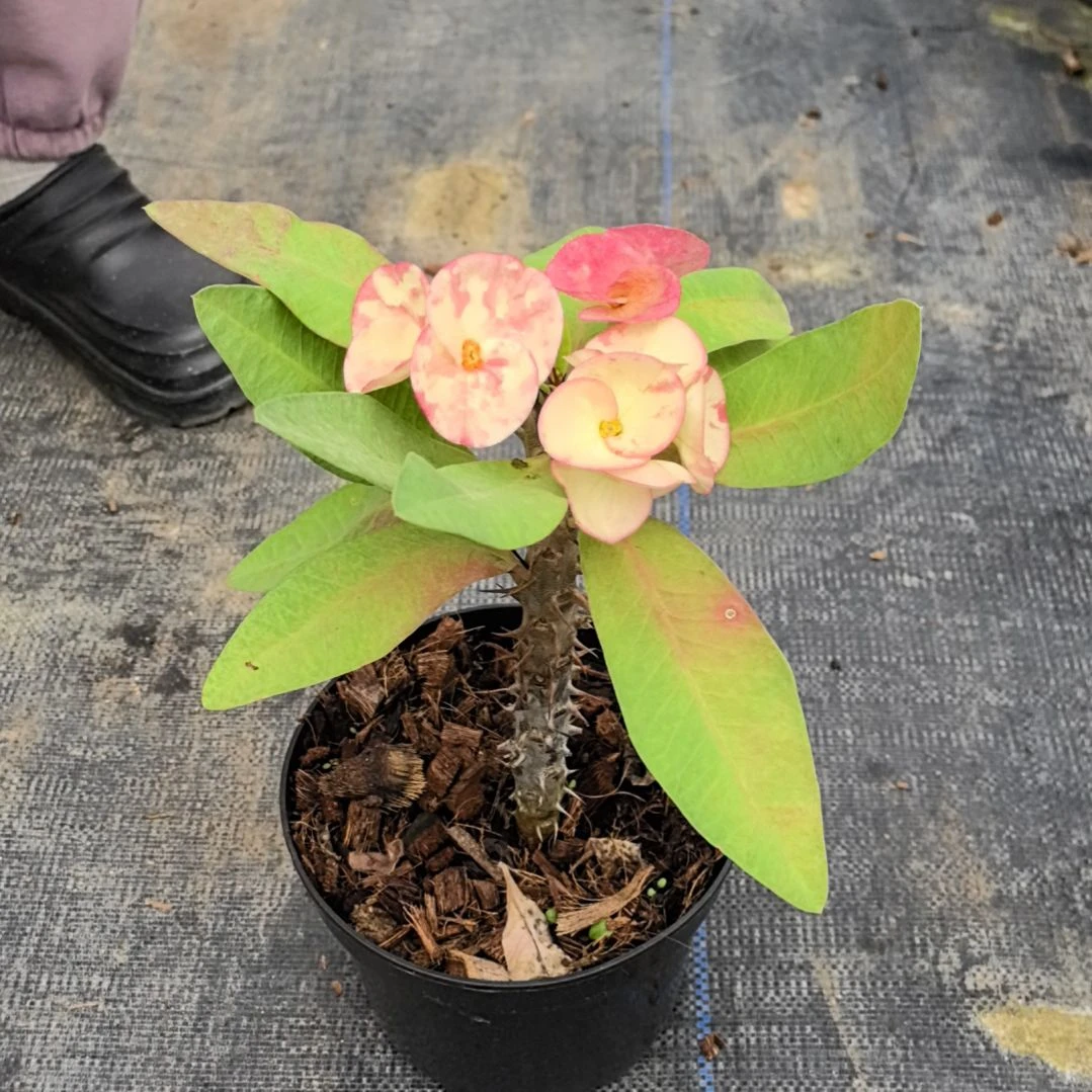 半***后完全开放月亮船直播间一物一拍