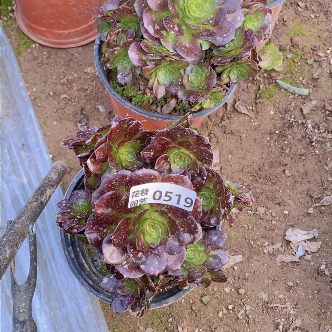 518+819 号一物一拍多肉植物