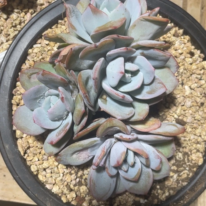 韩版奶茶4头无砍满38包邮