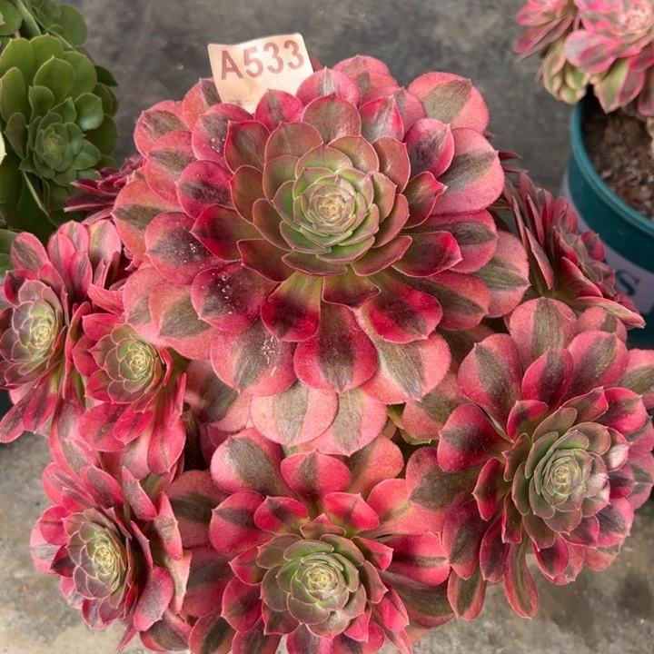 533雨荷25厘米左右