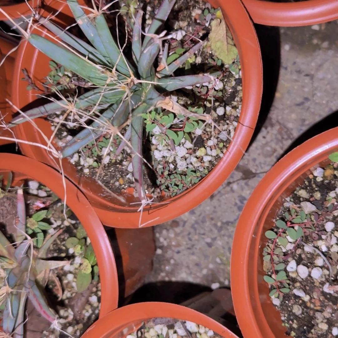 块根植物块根植物