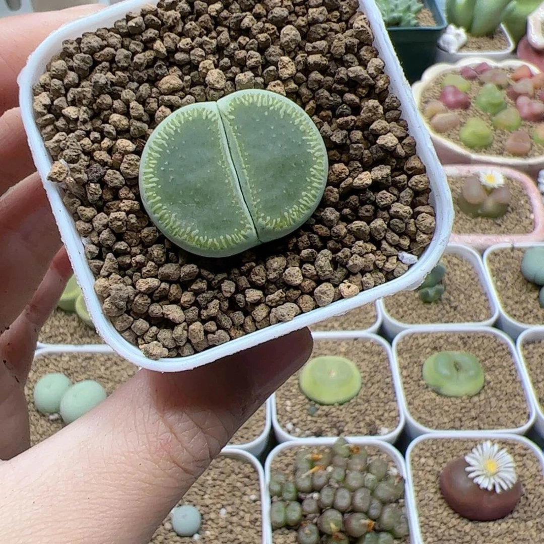 【闪购商品】340 绿光阳