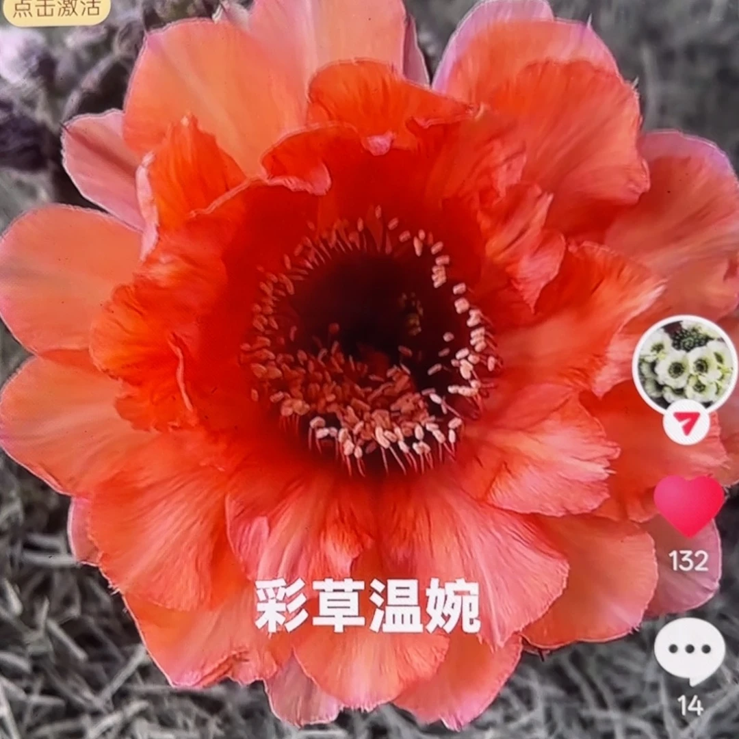 温婉彩5公分侧牙20包邮59