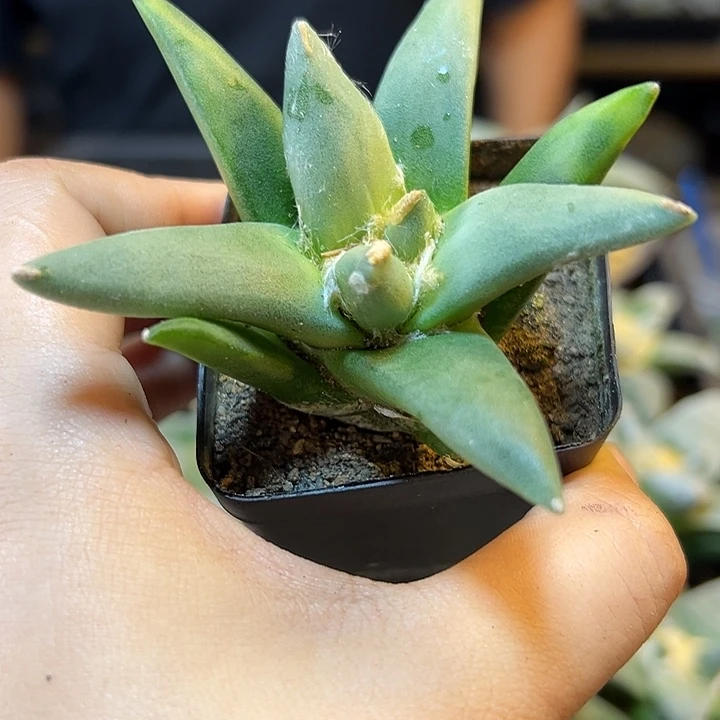 6号实生龙尾牡丹锦7.8公分