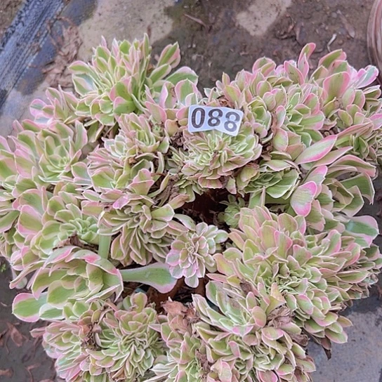 灰***狼多肉植物一个女巫追